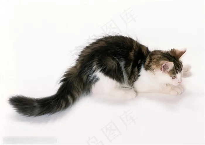 可爱猫咪-专注的小猫咪