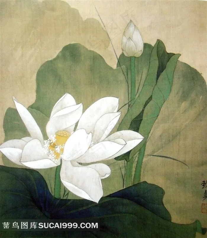 国画白色荷花