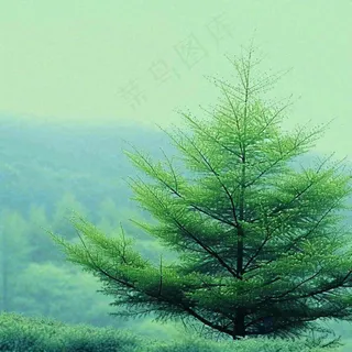 绿色的树冠特写