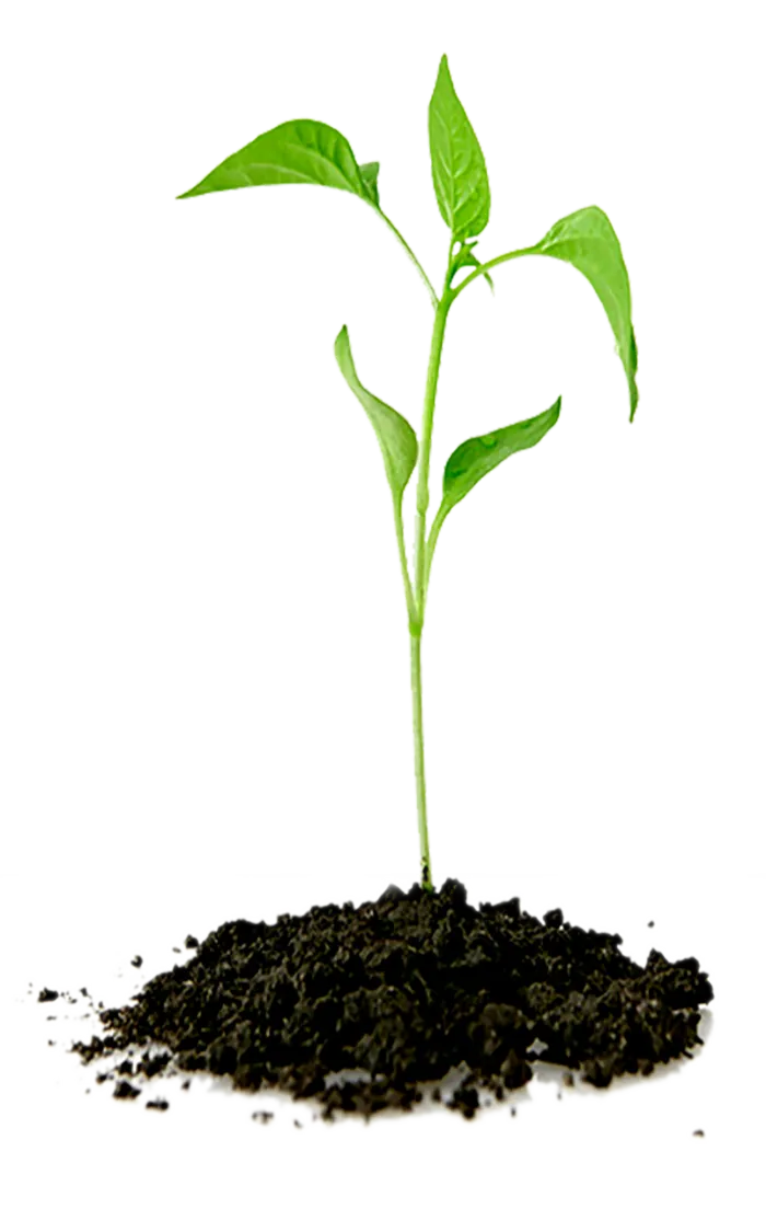 绿植豆芽青色