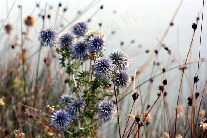 植物花朵油画壁纸墙纸背景墙