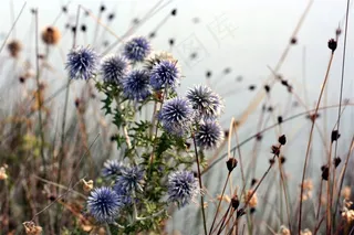 植物花朵油画壁纸墙纸背景墙