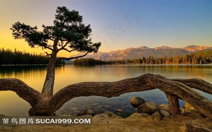 大树树根特写图