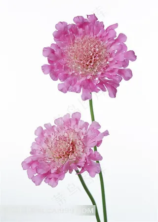 两朵粉红色的美丽鲜花图片