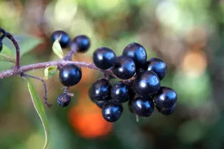 黑色野生浆果图片