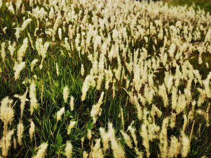 唯美小清新青色麦穗麦浪