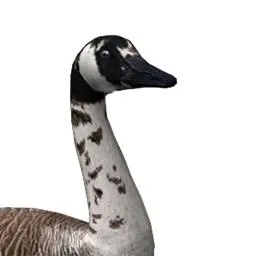 鹅 PNG免抠(256x256)