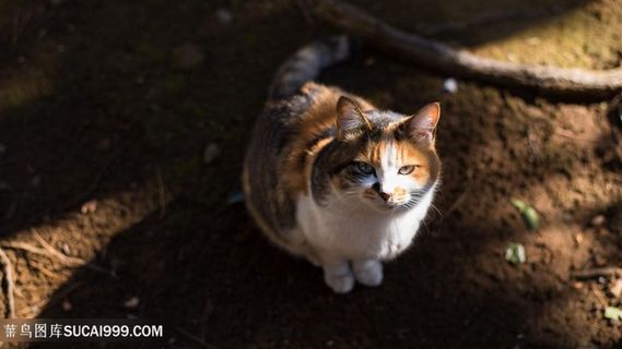 树荫下的肥猫咪图片 树荫下的肥猫咪图片