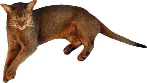 小猫png图片,免费下载图片免抠(500x362)