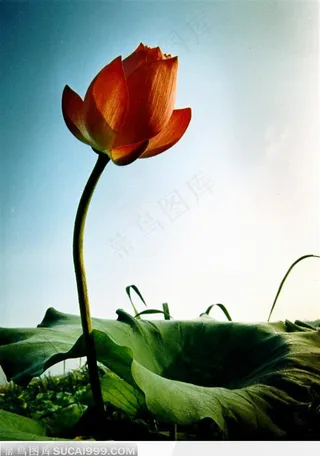 蓝天下池塘里的荷花荷叶