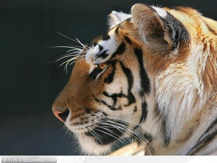 老虎侧面头部特写