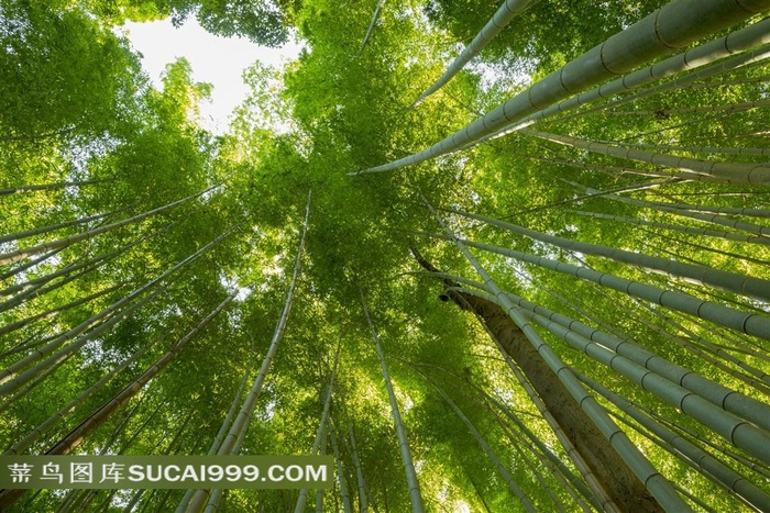 生长茂盛的竹林