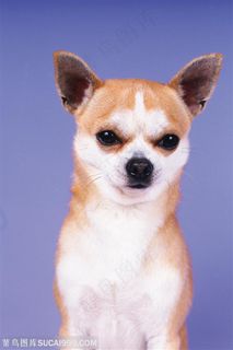 小型犬-站直的可爱小狗