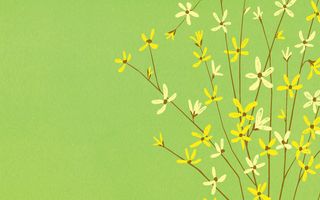 图片设计素材背景鸟语花香