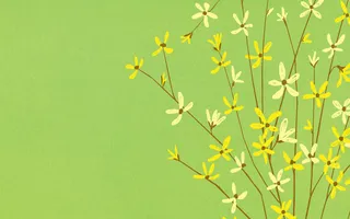 图片设计素材背景鸟语花香