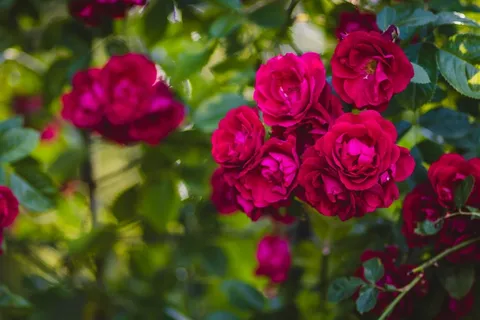 玫瑰花摄影图情人节玫瑰花配图图片 玫瑰花摄影图情人节玫瑰花配图图片