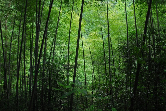 茂密竹林图片