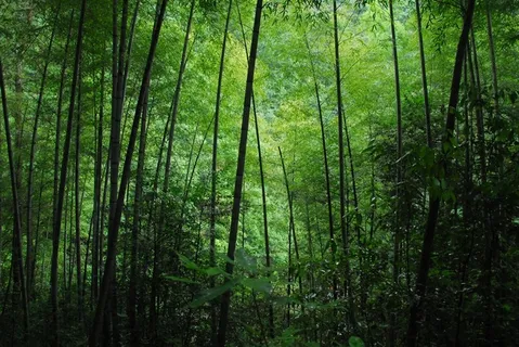 茂密竹林图片 茂密竹林图片