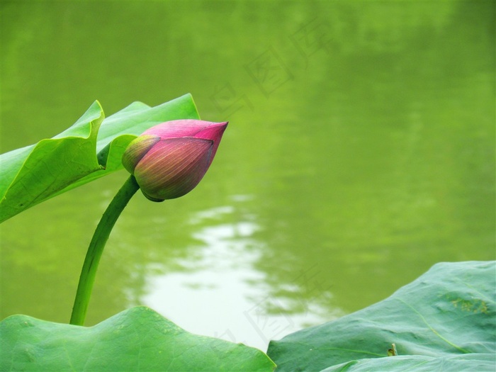 荷花骨朵图片