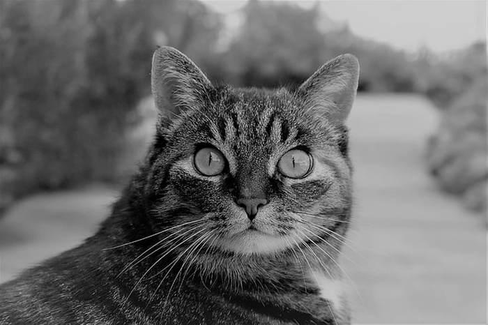 可爱猫咪 动物 素材 奶萌 (187)