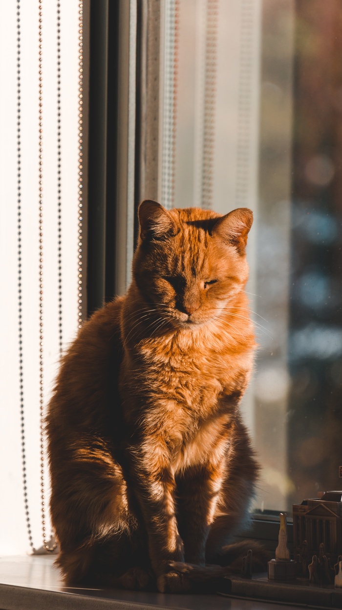 可爱猫咪猫猫摄影素材