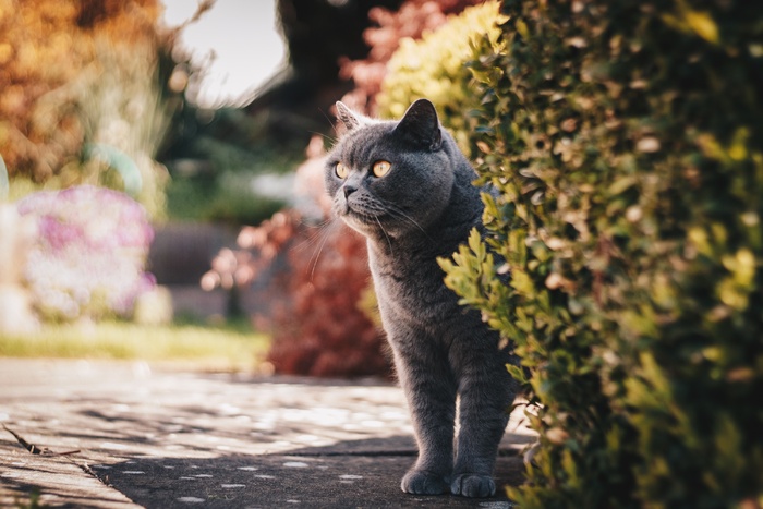 可爱猫咪猫猫摄影素材