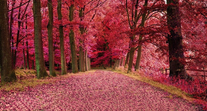 唯美花瓣落满遍地