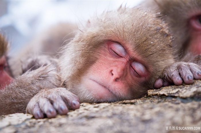 动物猴子熟睡的猴子野生动物