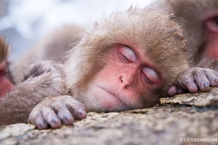 动物猴子熟睡的猴子野生动物
