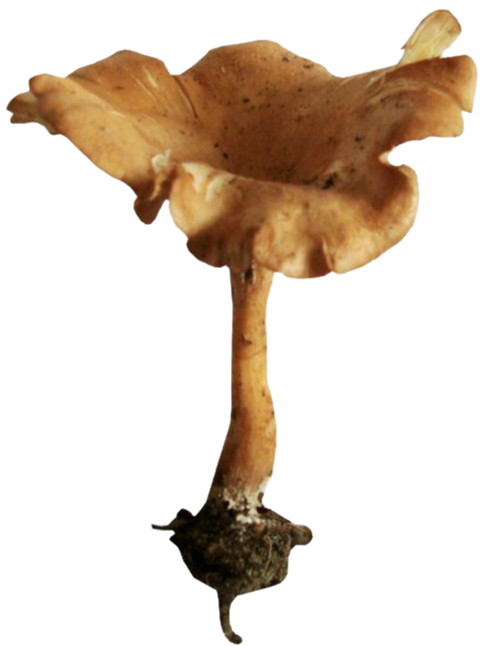 免扣素材真菌蘑菇食材