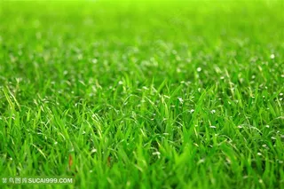 清晨草地景色高清图片