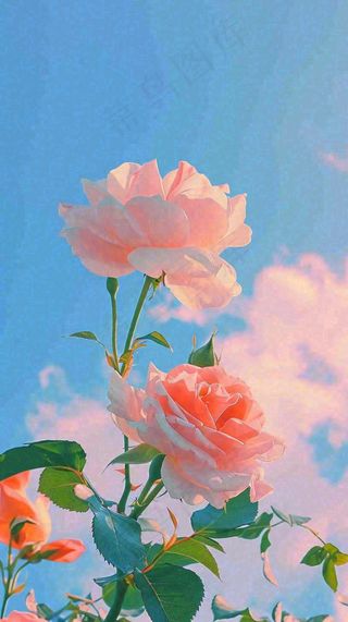 春天蓝天白云阳光下的浪漫粉色玫瑰枝叶绿叶