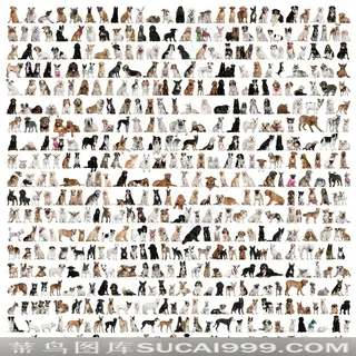 450只宠物狗品种图片大全