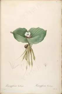 高清花草植物雷杜德原版图谱