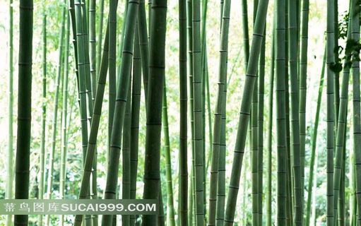 高清竹子摄影