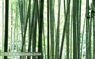 高清竹子摄影
