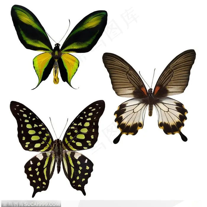 精美的蝴蝶标本