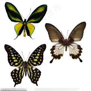 精美的蝴蝶标本