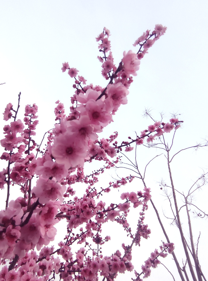 春天 梅花 桃花 樱花 粉色 花朵