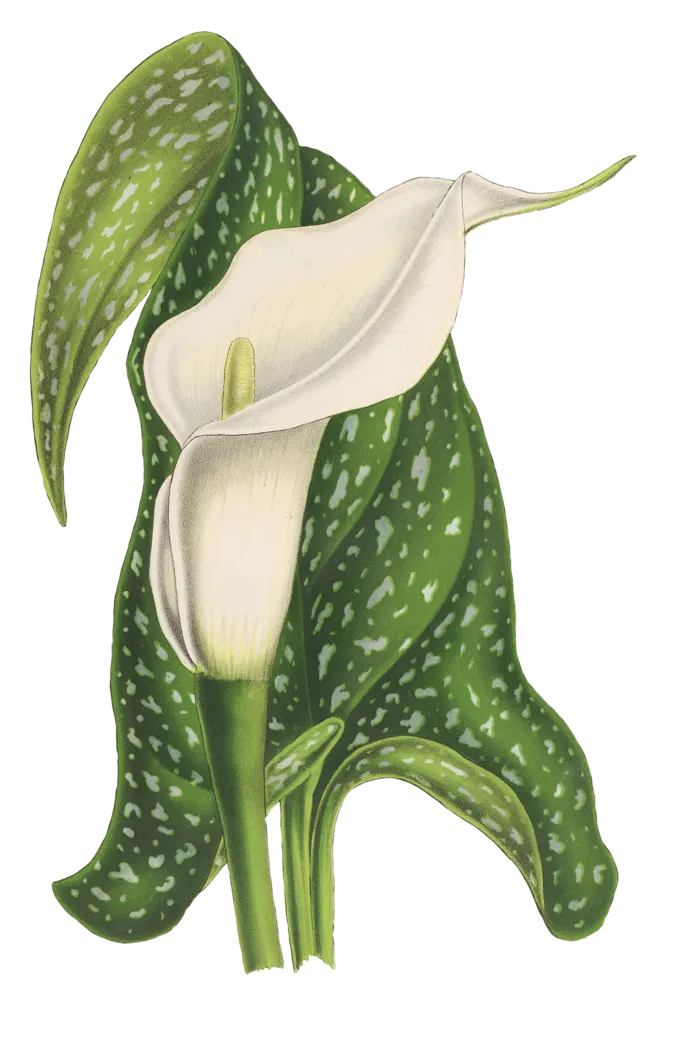 马蹄莲 花 植物 开花 优质的 孤立 年份 时髦