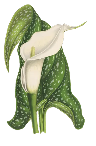 马蹄莲 花 植物 开花 优质的 孤立 年份 时髦