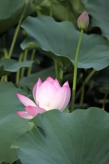 荷叶中掩映的荷花 荷叶中掩映的荷花