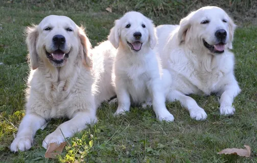 三只金毛猎犬图片 三只金毛猎犬图片