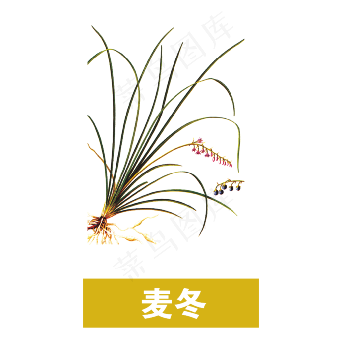 手绘草本中药药材麦冬