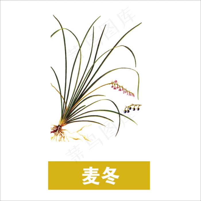 手绘草本中药药材麦冬