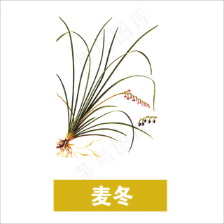 手绘草本中药药材麦冬