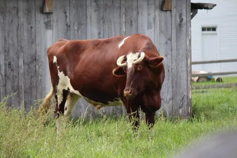 牛奶牛牧场牛奶草原原生态