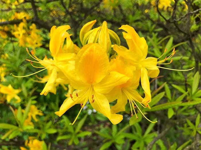 春天黄色花朵绽放图片