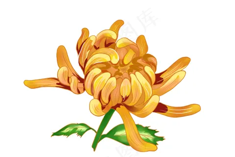 简约风手绘菊花免扣元素