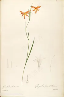 雷杜德原版高清花草唯美花卉图谱 雷杜德原版高清花草唯美花卉图谱